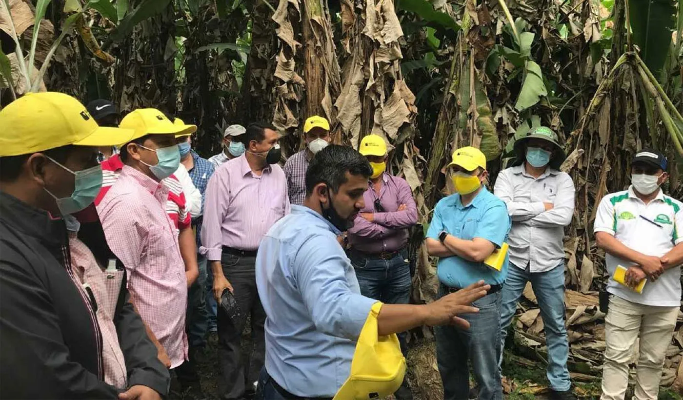 Banco Pichincha capacitó a clientes del sector bananero en la prevención del Fusarium R4T